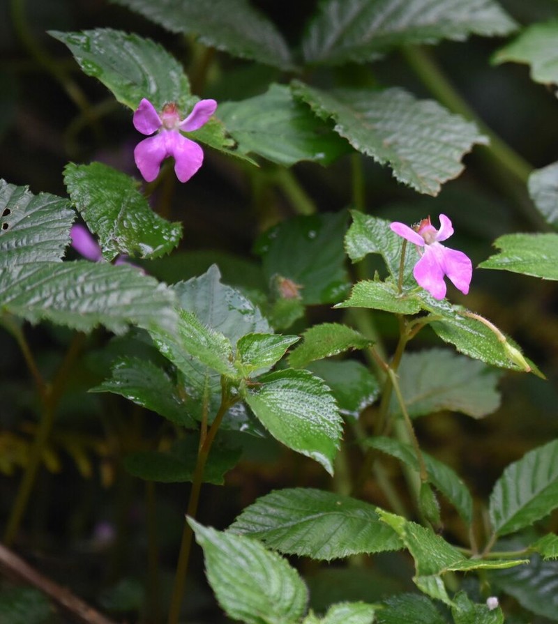 Impatiens hoehnelii photo 8