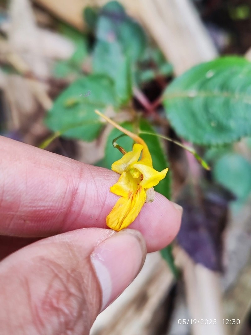 Impatiens holocentra