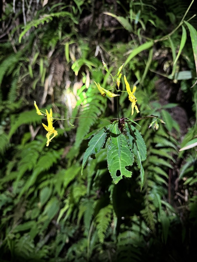 Impatiens holocentra photo 2