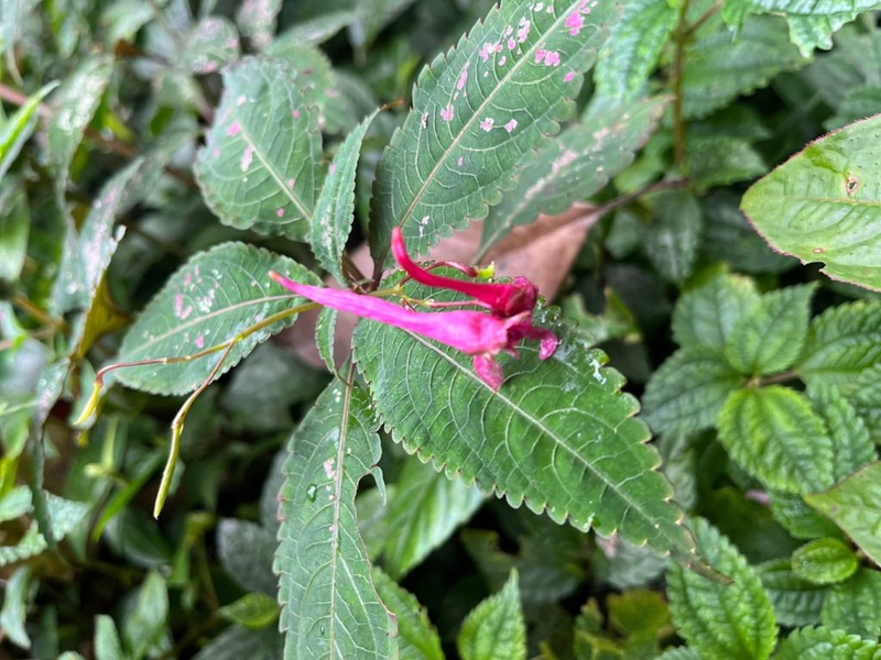 Impatiens holocentra photo 3