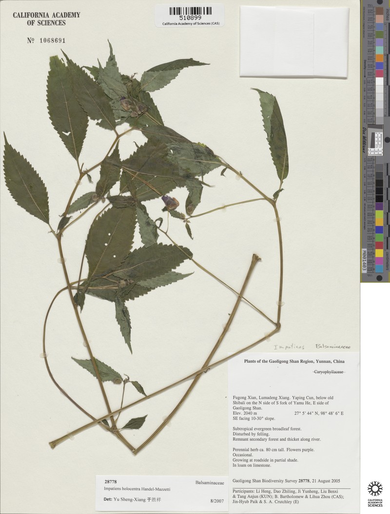 Impatiens holocentra photo 6