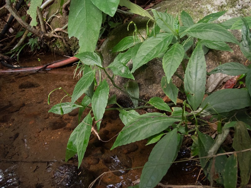 Impatiens hongkongensis