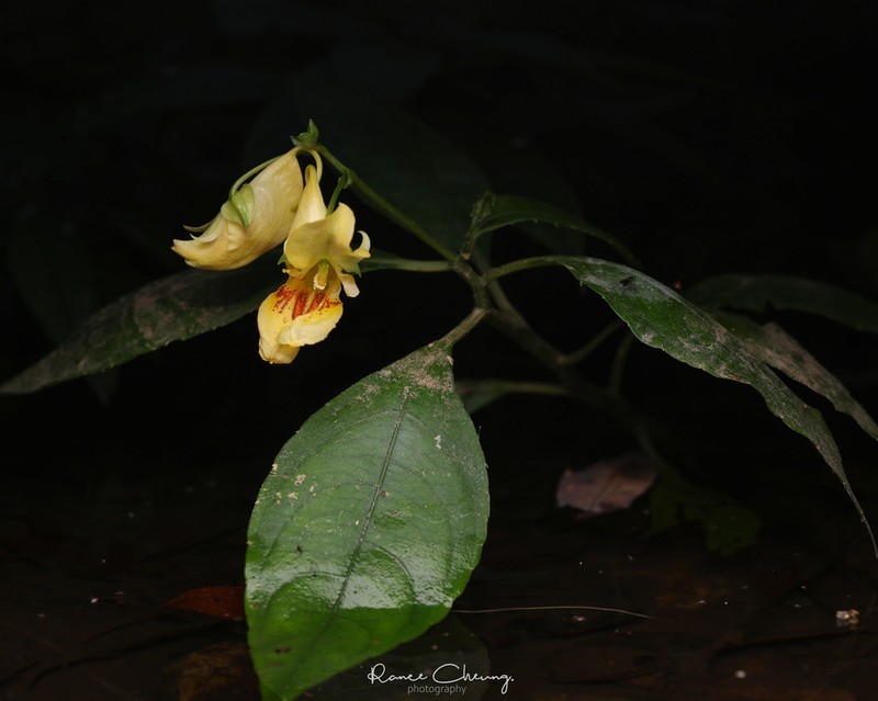 Impatiens hongkongensis photo 3