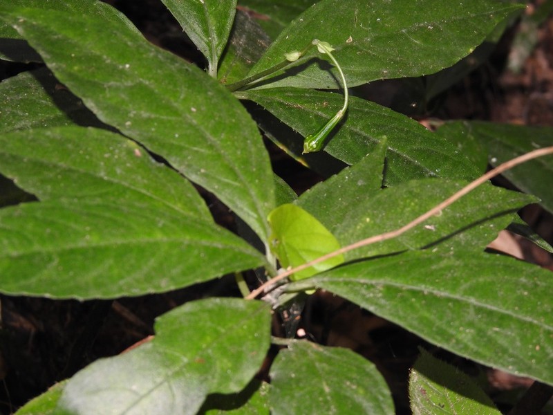 Impatiens hongkongensis photo 5