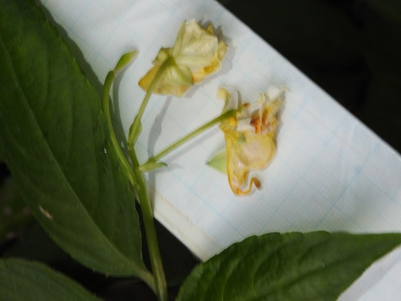 Impatiens hongkongensis photo 6