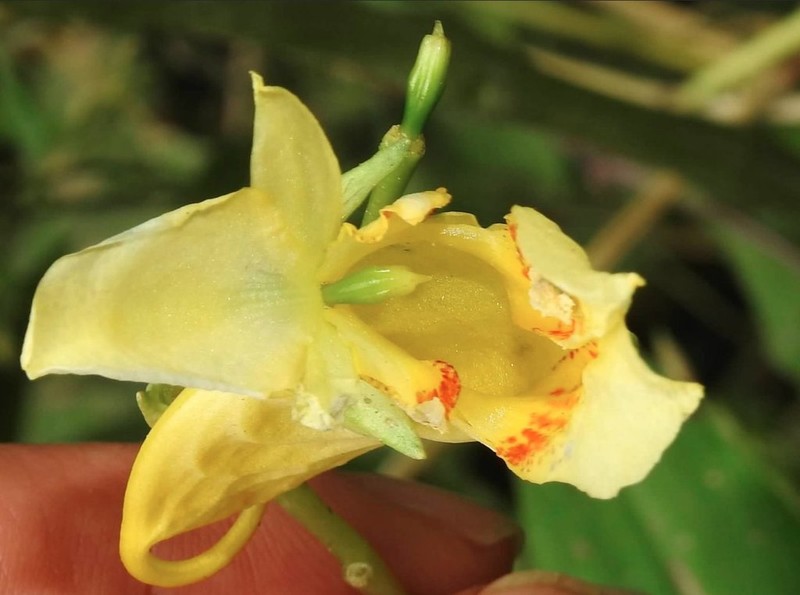 Impatiens hongkongensis photo 8