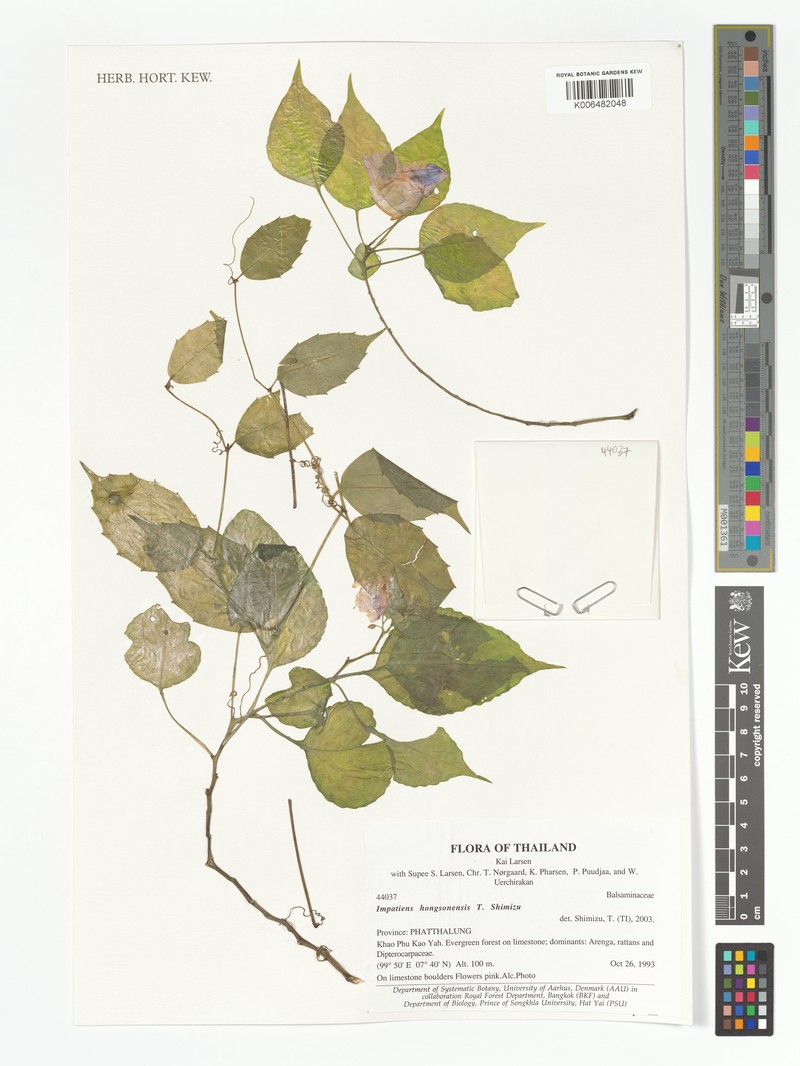 Impatiens hongsonensis