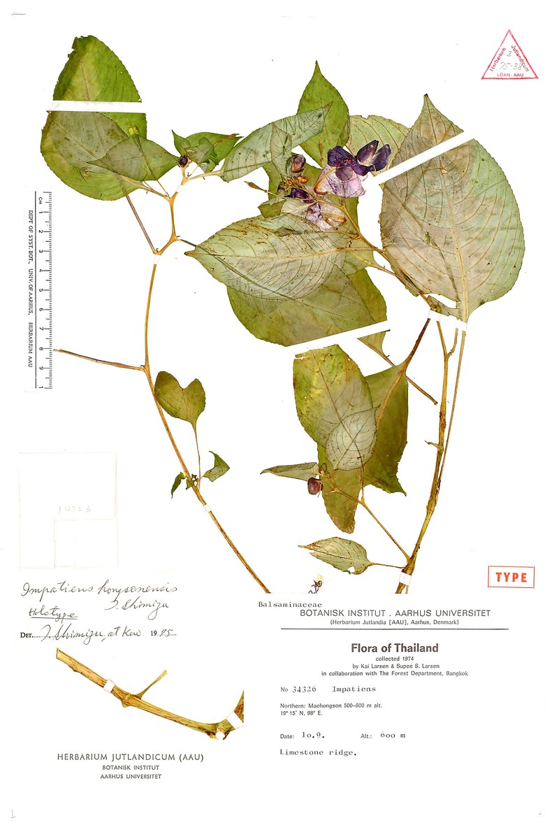 Impatiens hongsonensis photo 2