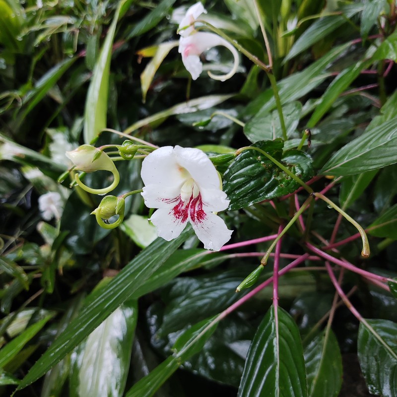 Impatiens hookeriana