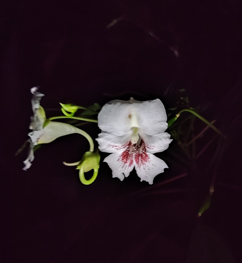 Impatiens hookeriana photo 2