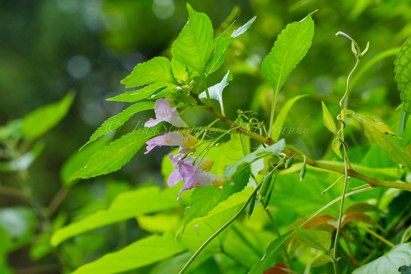 Impatiens huangyanensis