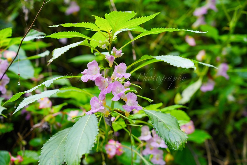 Impatiens huangyanensis photo 2