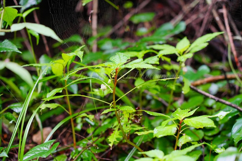 Impatiens huangyanensis photo 3