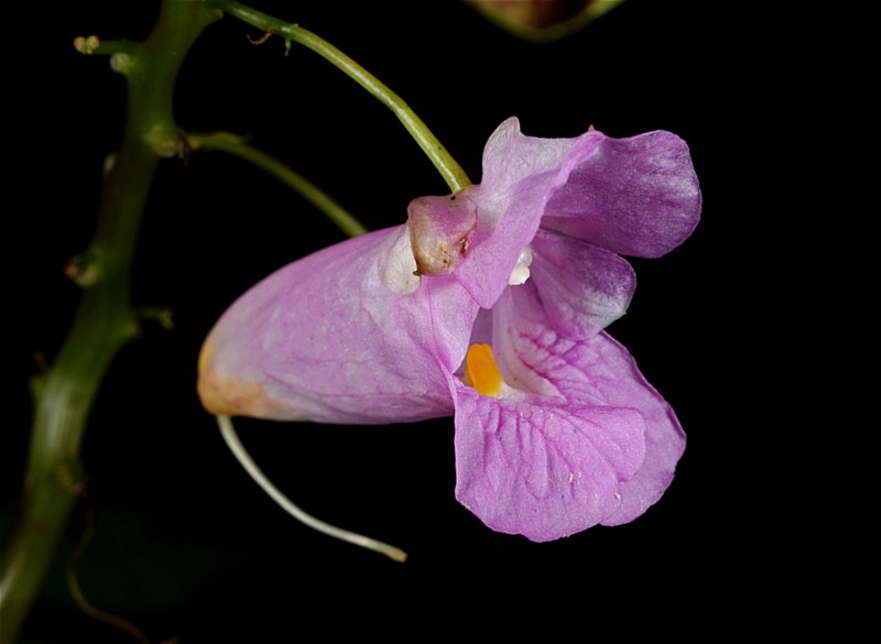Impatiens huangyanensis photo 4
