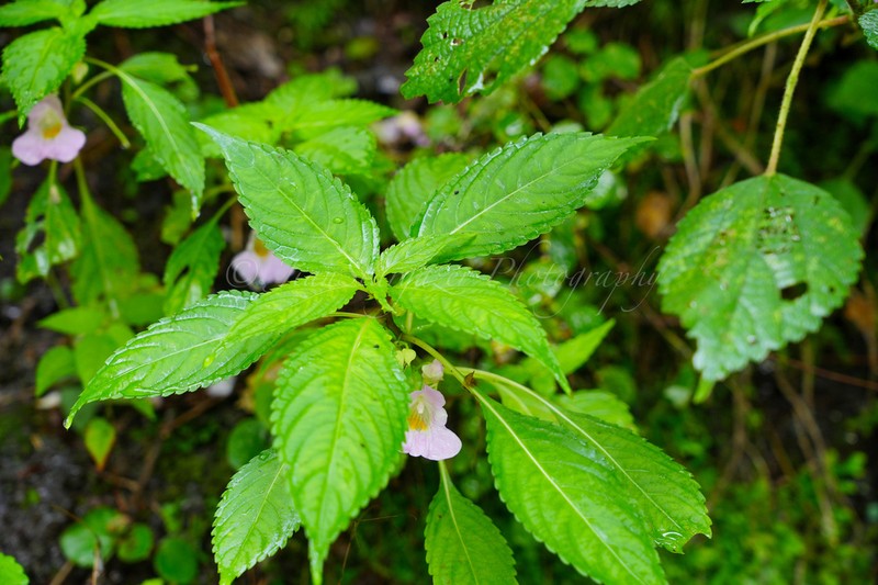 Impatiens huangyanensis photo 5