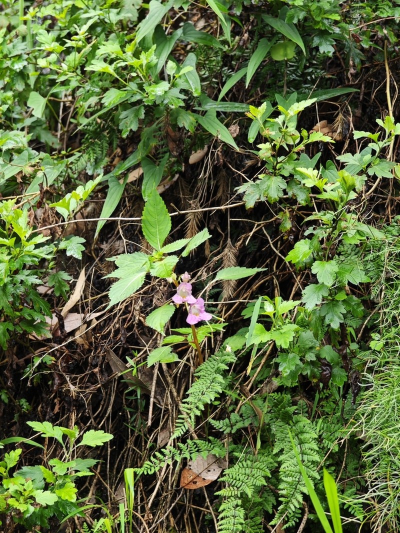 Impatiens huangyanensis photo 6