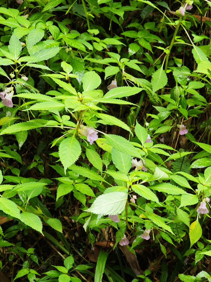 Impatiens huangyanensis subsp. huangyanensis