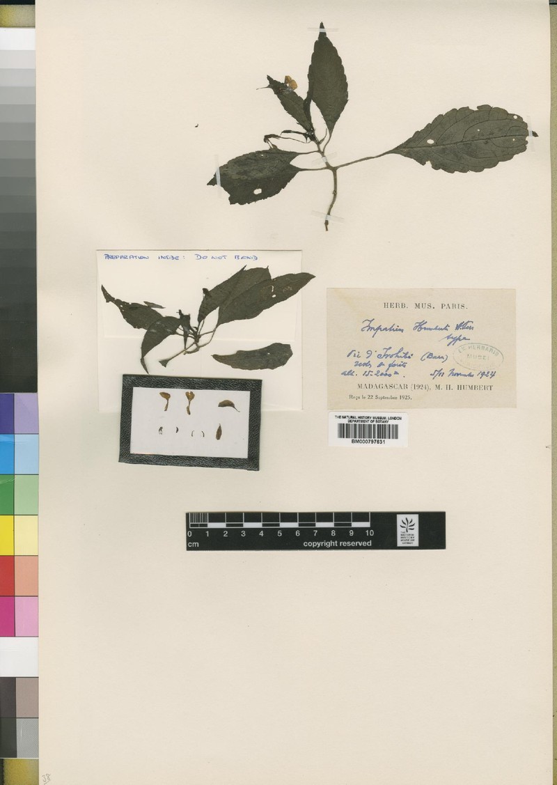 Impatiens humbertii
