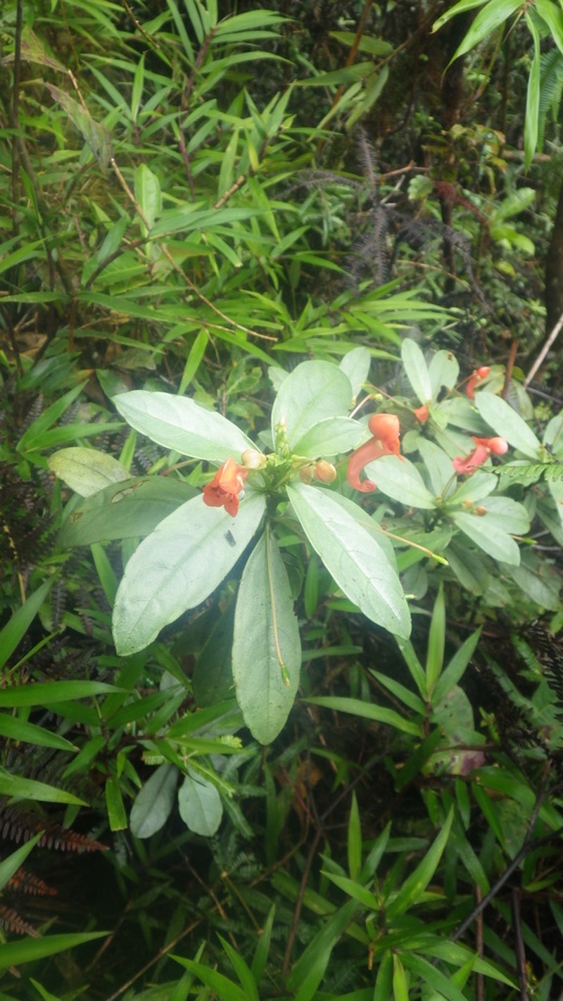 Impatiens humblotiana