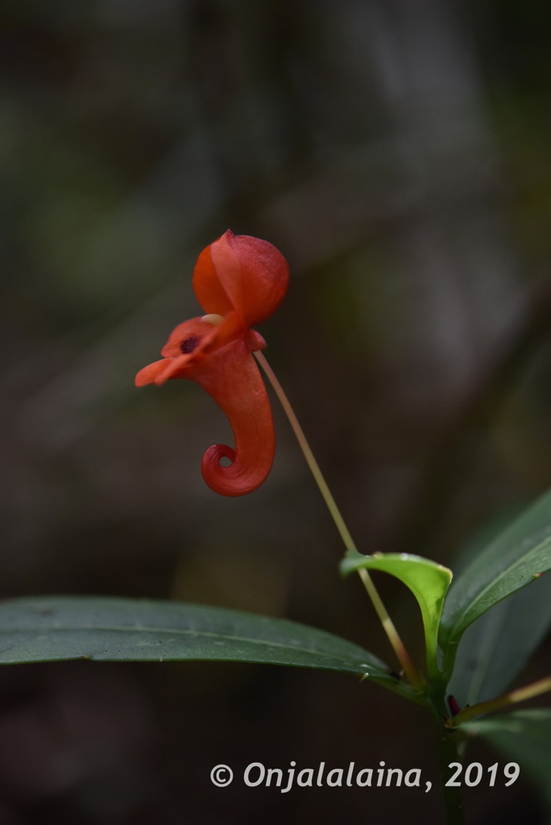 Impatiens humblotiana photo 2