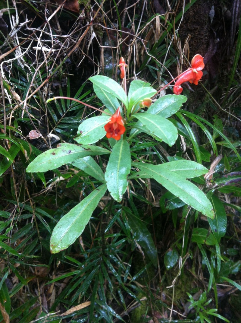Impatiens humblotiana photo 3