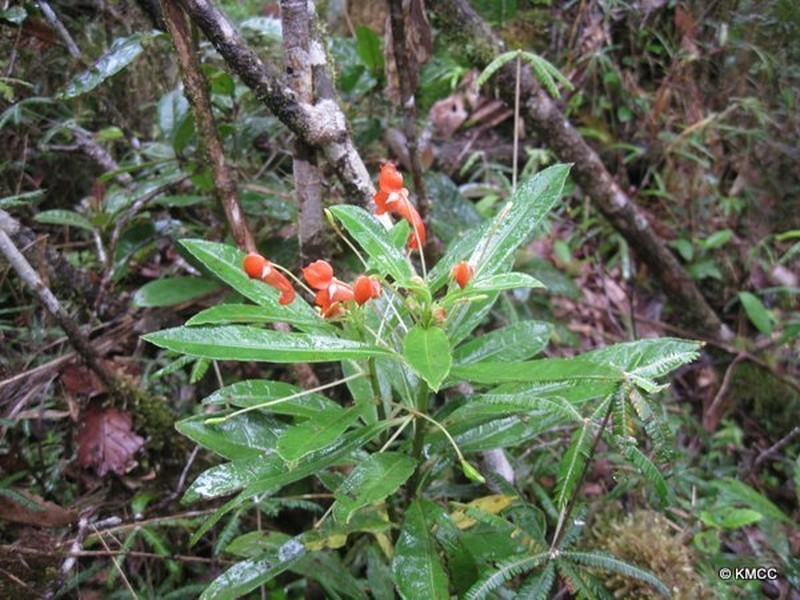 Impatiens humblotiana photo 4