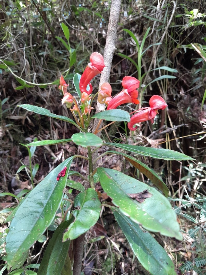 Impatiens humblotiana photo 5