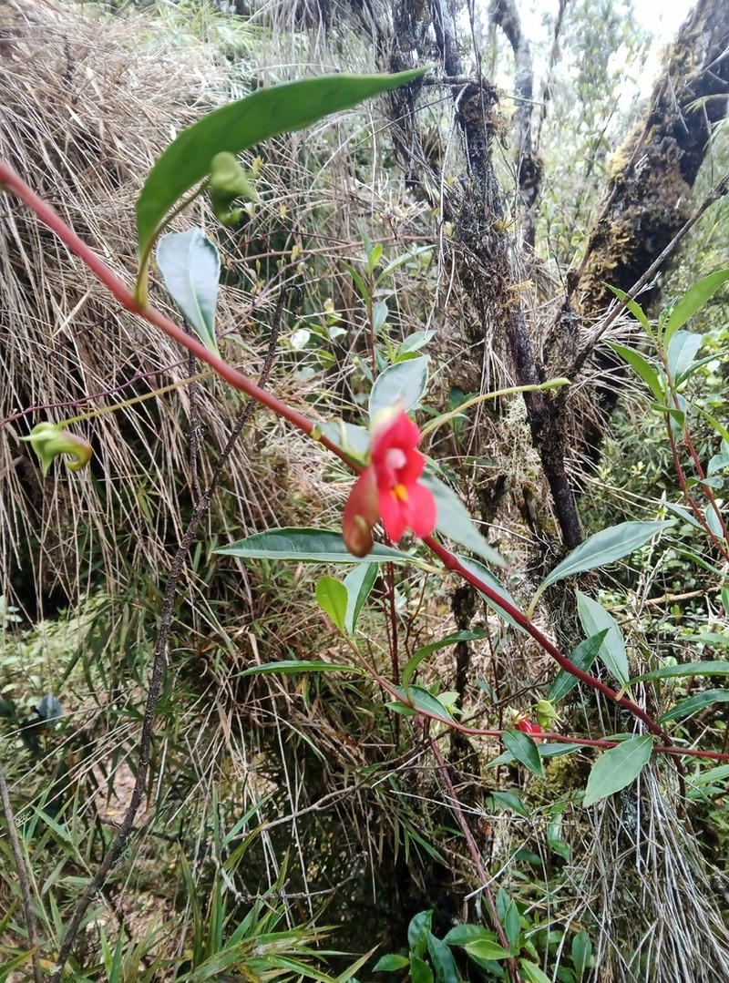 Impatiens humblotiana photo 6