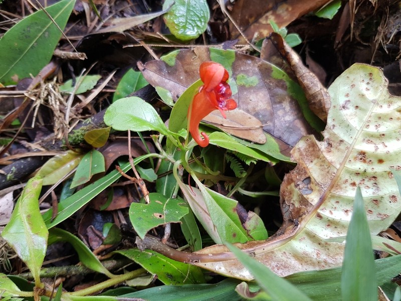 Impatiens humblotiana photo 7