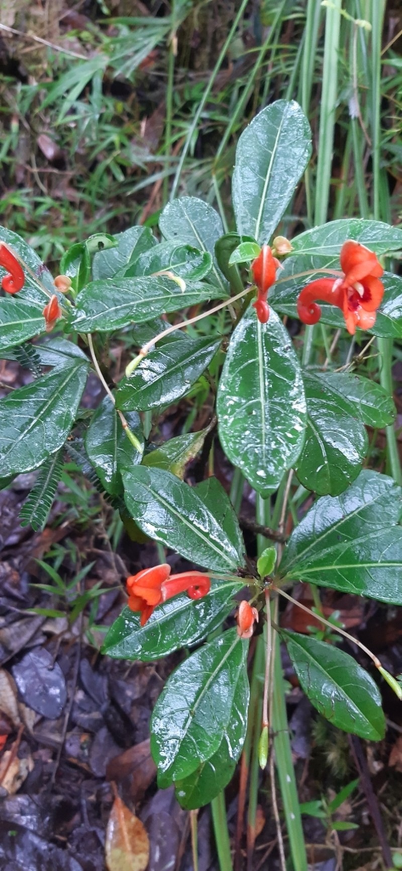 Impatiens humblotiana photo 8