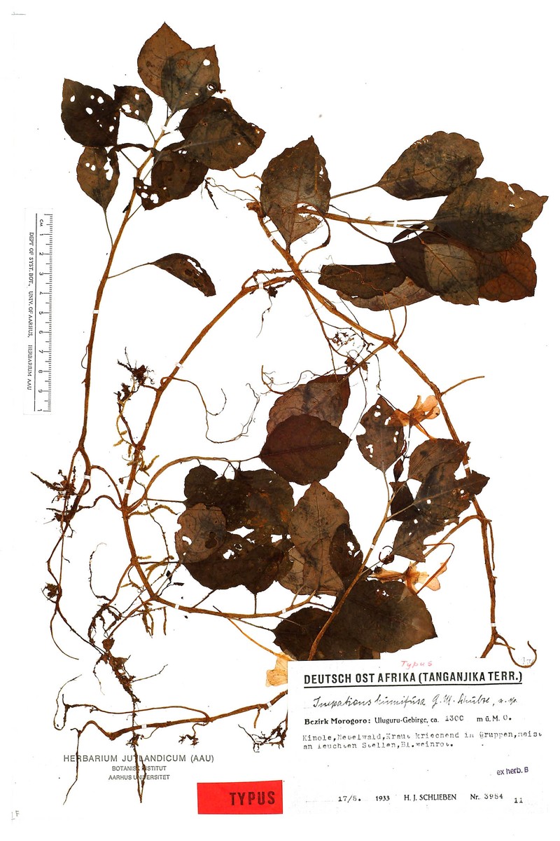 Impatiens humifusa