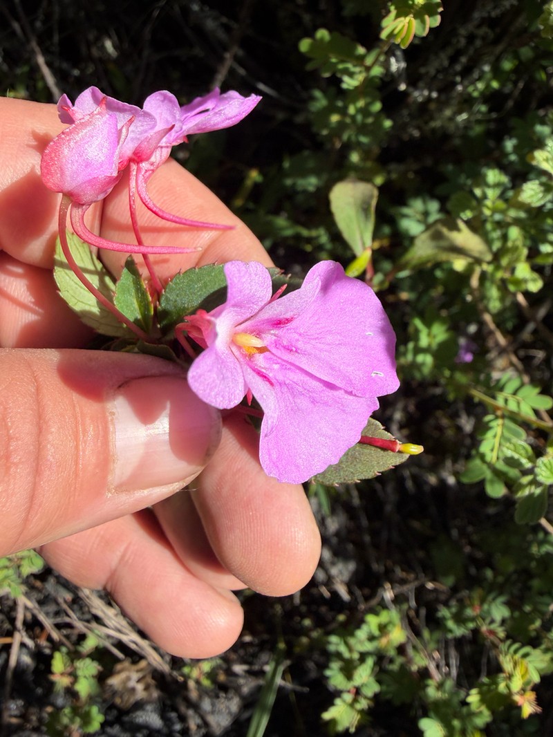 Impatiens hydrogetonoides