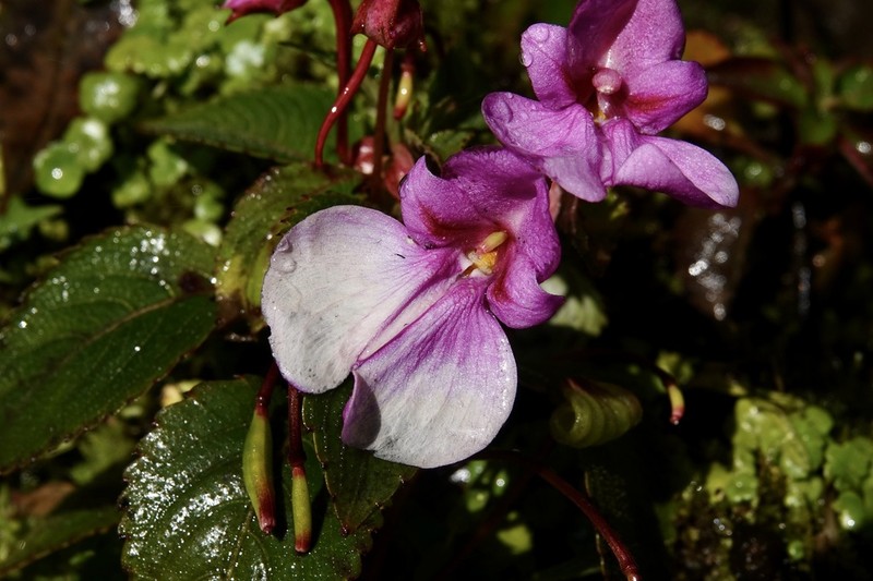 Impatiens hydrogetonoides photo 2