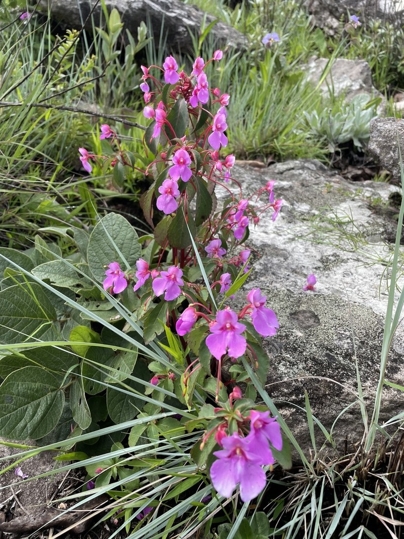 Impatiens hydrogetonoides photo 3