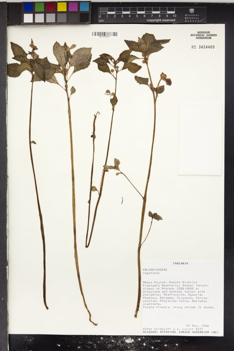 Impatiens hydrogetonoides photo 6