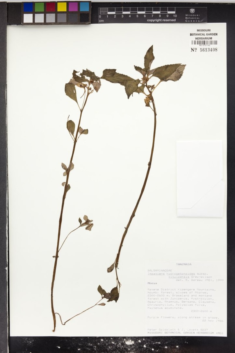 Impatiens hydrogetonoides photo 7