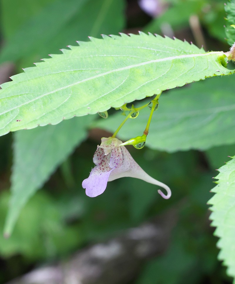 Impatiens hypophylla