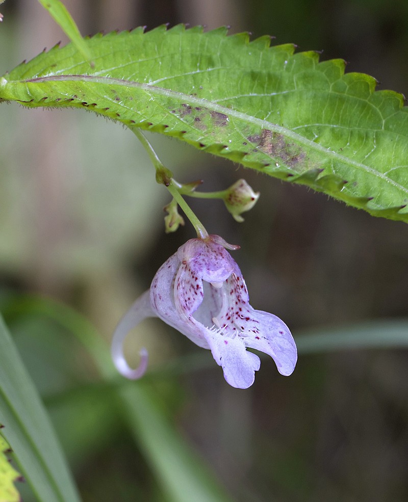 Impatiens hypophylla photo 2