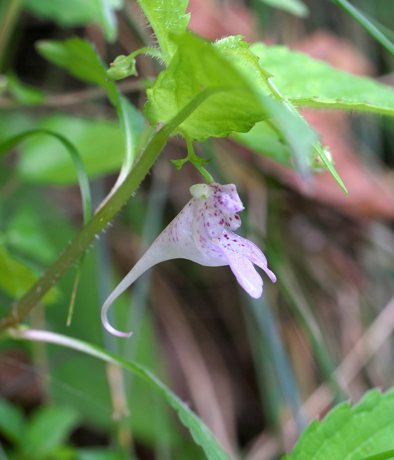 Impatiens hypophylla photo 3