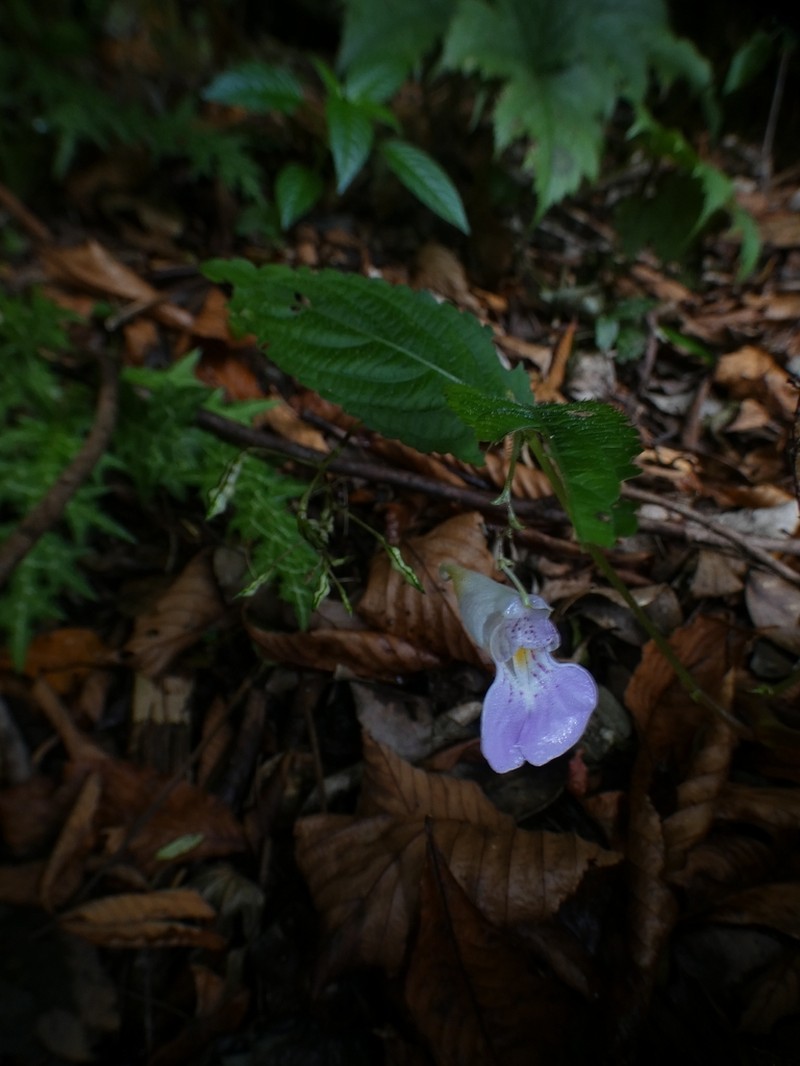 Impatiens hypophylla photo 4