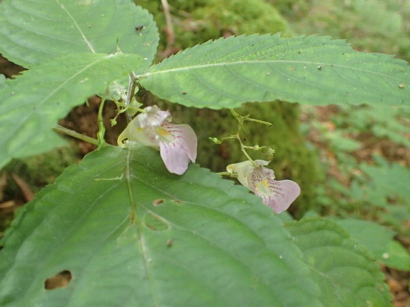 Impatiens hypophylla photo 5