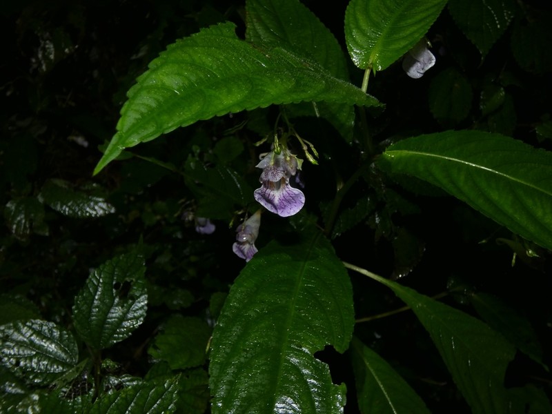 Impatiens hypophylla photo 6