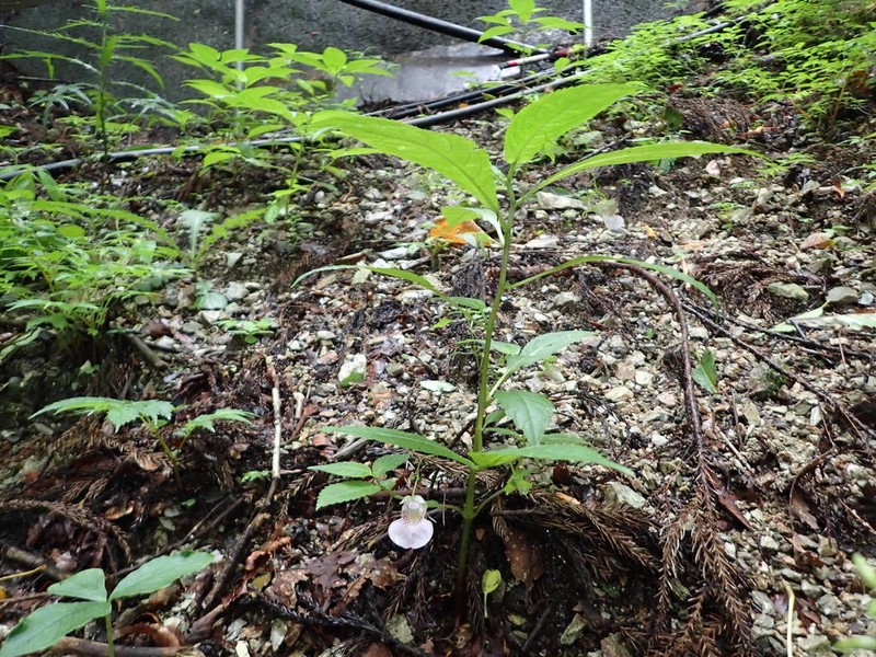 Impatiens hypophylla photo 7
