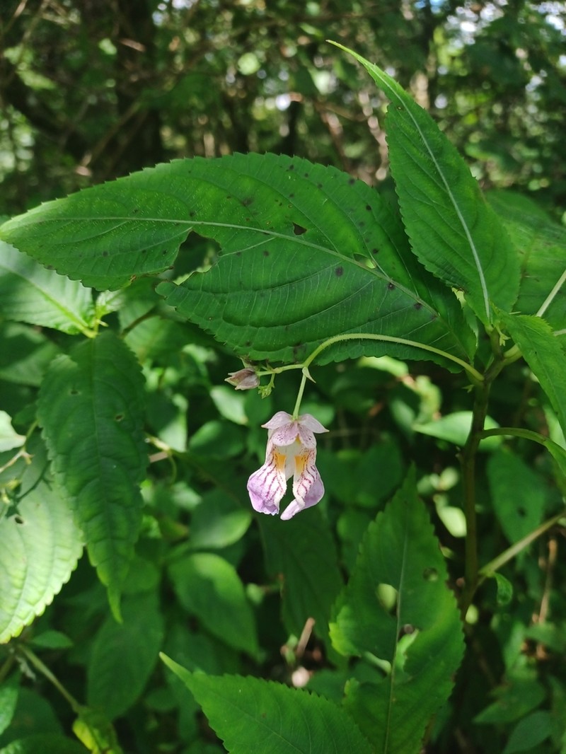 Impatiens hypophylla photo 8
