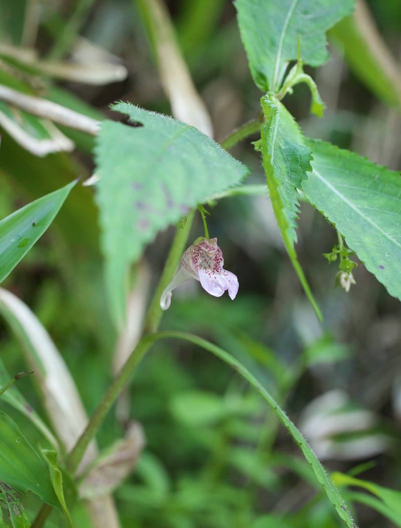 Impatiens hypophylla var. microhypophylla