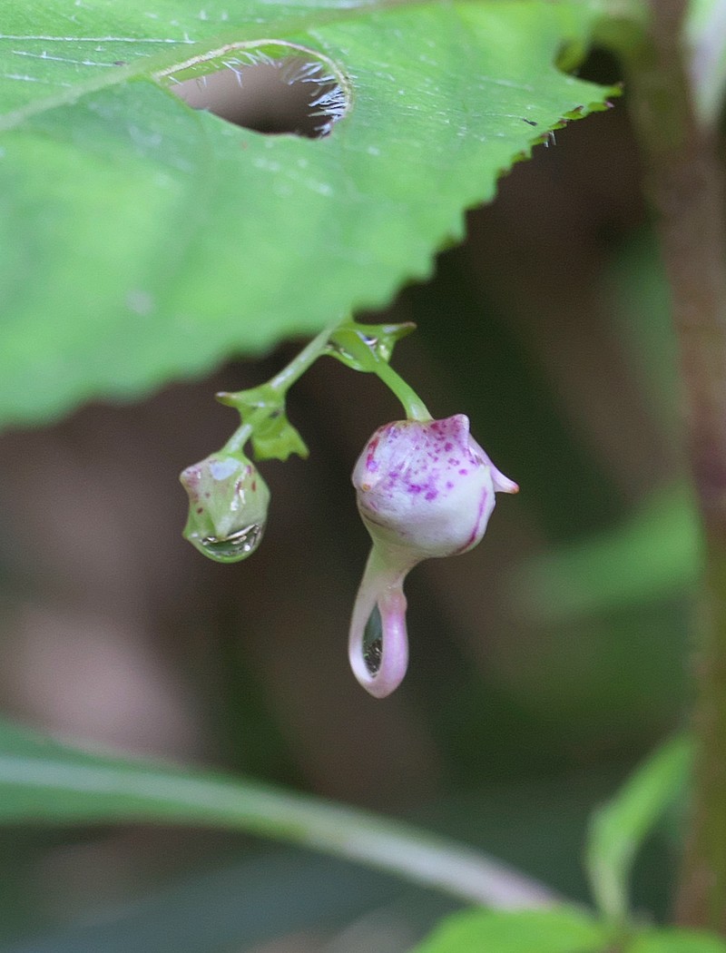 Impatiens hypophylla var. microhypophylla photo 2