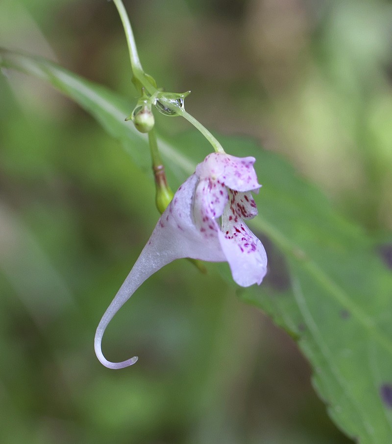 Impatiens hypophylla var. microhypophylla photo 4