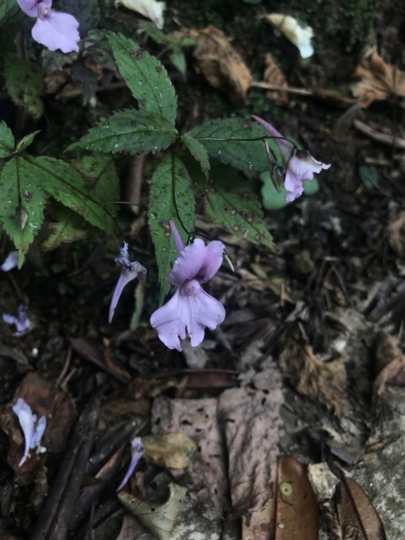 Impatiens imbecilla