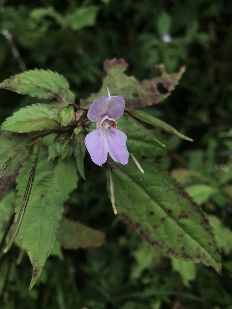 Impatiens imbecilla photo 2