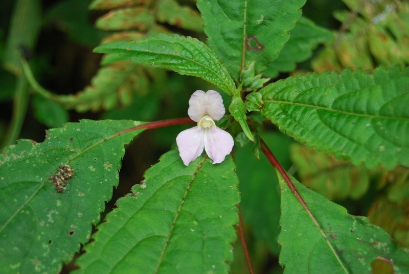 Impatiens imbecilla photo 3